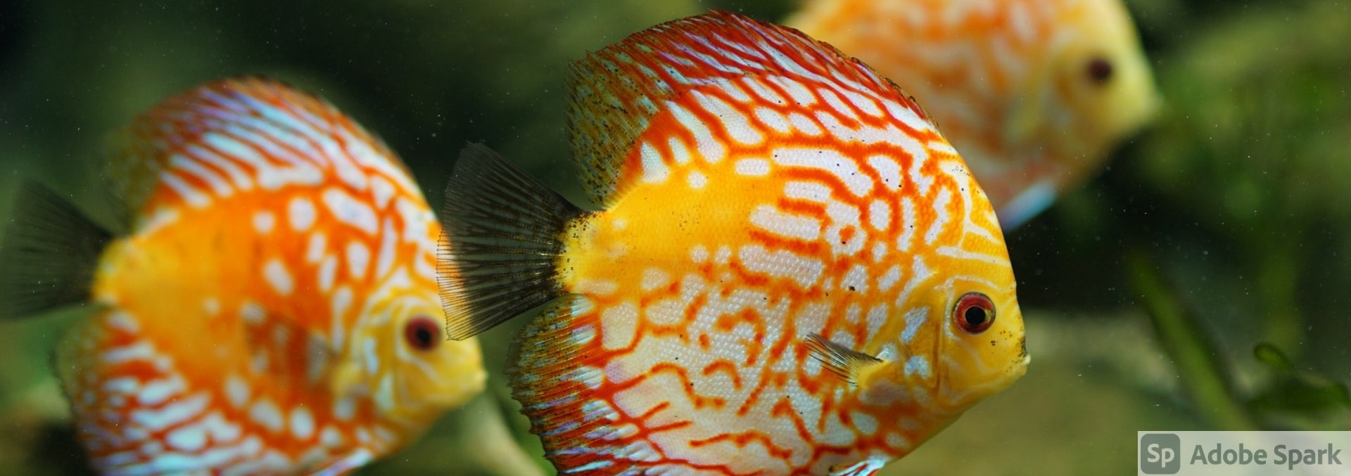 Magasin et boutique en ligne depuis 2009